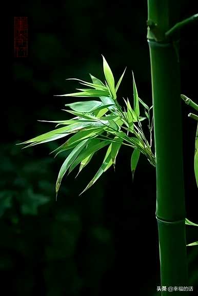 花中四君子是指什么花，花中四君子是指什么花？