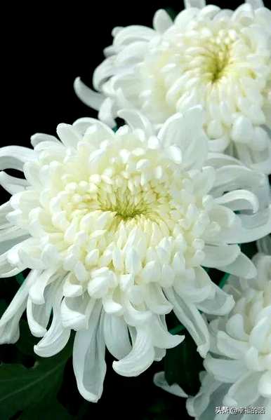 花中四君子是指什么花，花中四君子是指什么花？