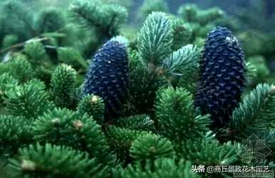 四季常青大叶树有哪些，客厅常青耐寒耐热的大叶树有哪些？