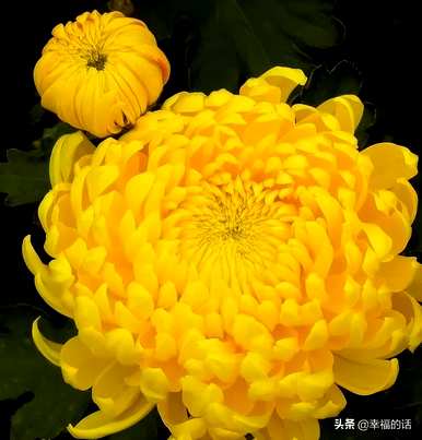 花中四君子是指什么花，花中四君子是指什么花？