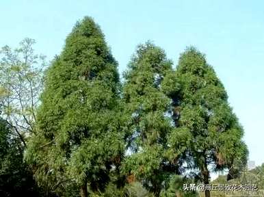 四季常青大叶树有哪些，客厅常青耐寒耐热的大叶树有哪些？