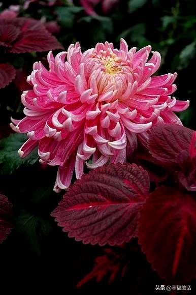 花中四君子是指什么花，花中四君子是指什么花？