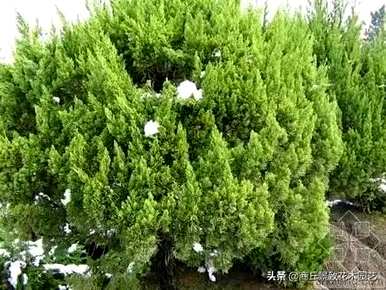 四季常青大叶树有哪些，客厅常青耐寒耐热的大叶树有哪些？