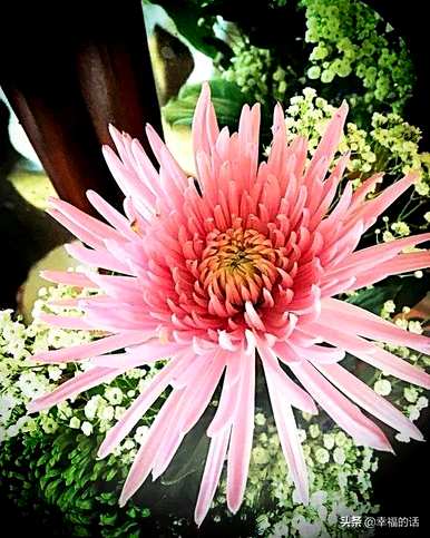 花中四君子是指什么花，花中四君子是指什么花？