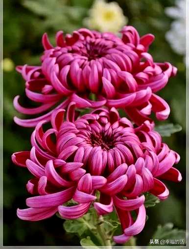 花中四君子是指什么花，花中四君子是指什么花？