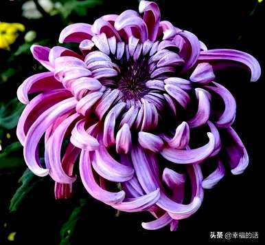 花中四君子是指什么花，花中四君子是指什么花？
