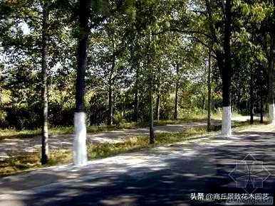 四季常青大叶树有哪些，客厅常青耐寒耐热的大叶树有哪些？