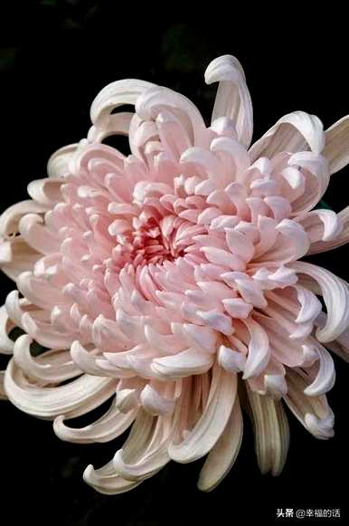 花中四君子是指什么花，花中四君子是指什么花？