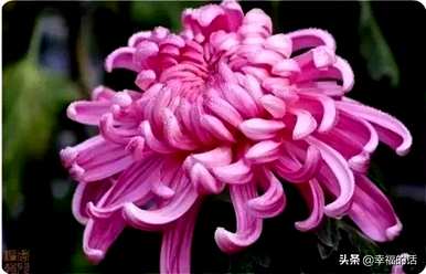 花中四君子是指什么花，花中四君子是指什么花？