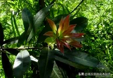 四季常青大叶树有哪些，客厅常青耐寒耐热的大叶树有哪些？