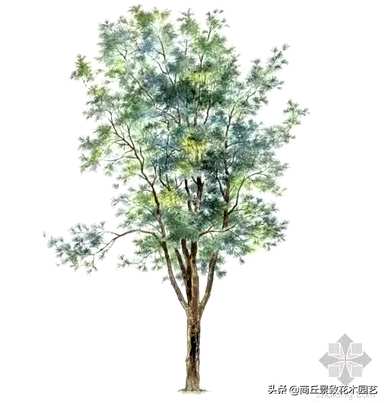 四季常青大叶树有哪些，客厅常青耐寒耐热的大叶树有哪些？