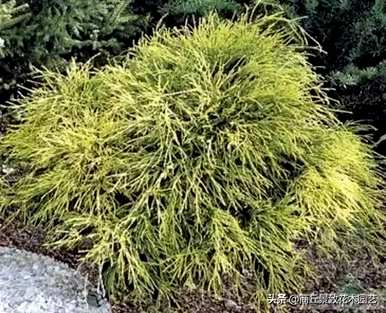 四季常青大叶树有哪些，客厅常青耐寒耐热的大叶树有哪些？