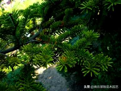 四季常青大叶树有哪些，客厅常青耐寒耐热的大叶树有哪些？