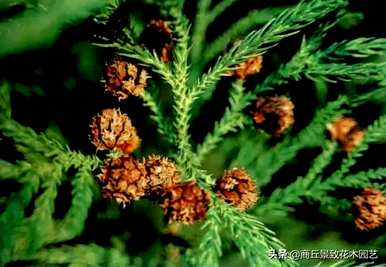 四季常青大叶树有哪些，客厅常青耐寒耐热的大叶树有哪些？