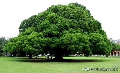 四季常青大叶树有哪些，客厅常青耐寒耐热的大叶树有哪些？