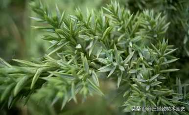 四季常青大叶树有哪些，客厅常青耐寒耐热的大叶树有哪些？
