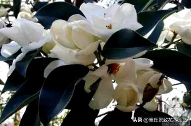 四季常青大叶树有哪些，客厅常青耐寒耐热的大叶树有哪些？