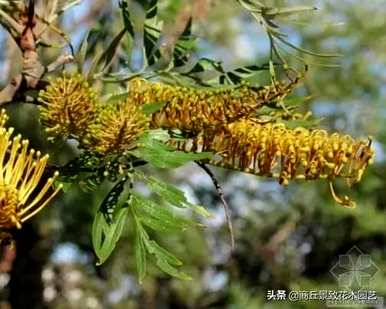 四季常青大叶树有哪些，客厅常青耐寒耐热的大叶树有哪些？
