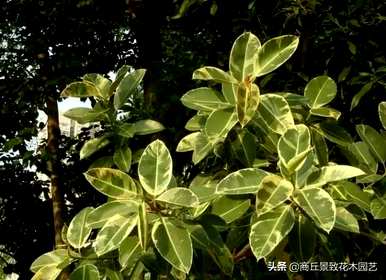 四季常青大叶树有哪些，客厅常青耐寒耐热的大叶树有哪些？