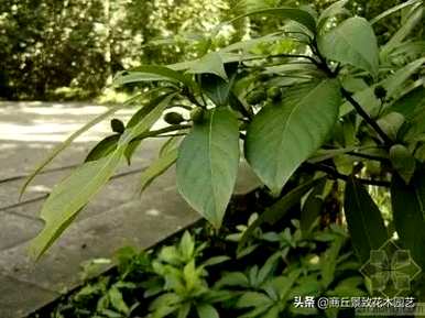 四季常青大叶树有哪些，客厅常青耐寒耐热的大叶树有哪些？