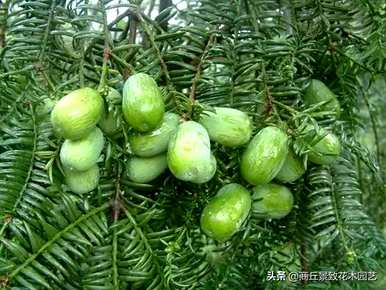 四季常青大叶树有哪些，客厅常青耐寒耐热的大叶树有哪些？