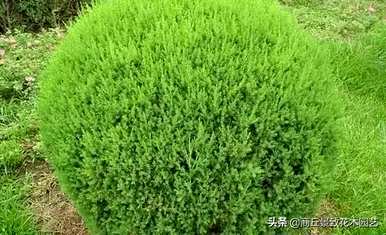 四季常青大叶树有哪些，客厅常青耐寒耐热的大叶树有哪些？