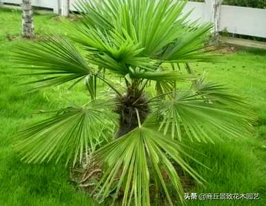 四季常青大叶树有哪些，客厅常青耐寒耐热的大叶树有哪些？