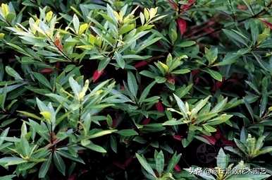 四季常青大叶树有哪些，客厅常青耐寒耐热的大叶树有哪些？