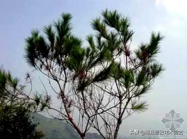 四季常青大叶树有哪些，客厅常青耐寒耐热的大叶树有哪些？