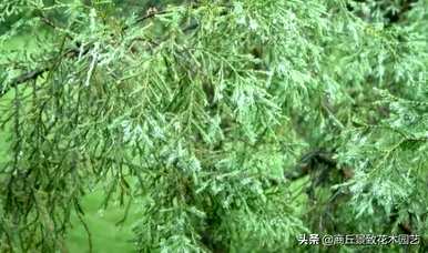 四季常青大叶树有哪些，客厅常青耐寒耐热的大叶树有哪些？