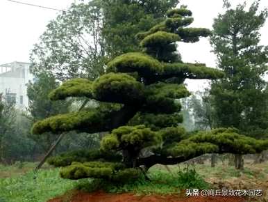 四季常青大叶树有哪些，客厅常青耐寒耐热的大叶树有哪些？
