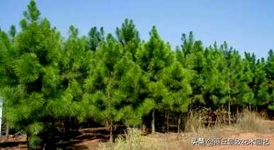 四季常青大叶树有哪些，客厅常青耐寒耐热的大叶树有哪些？