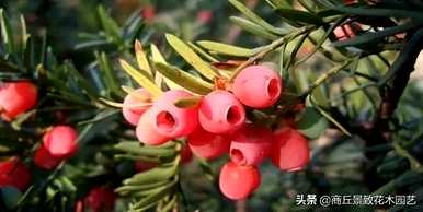 四季常青大叶树有哪些，客厅常青耐寒耐热的大叶树有哪些？