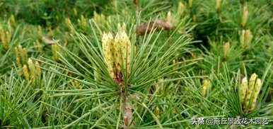 四季常青大叶树有哪些，客厅常青耐寒耐热的大叶树有哪些？