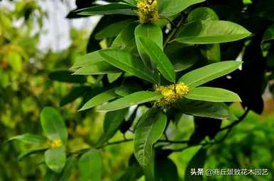 四季常青大叶树有哪些，客厅常青耐寒耐热的大叶树有哪些？