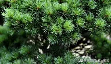 四季常青大叶树有哪些，客厅常青耐寒耐热的大叶树有哪些？