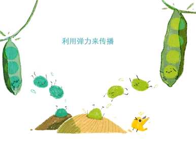 苍耳靠什么传播种子图片，苍耳靠什么传播种子？