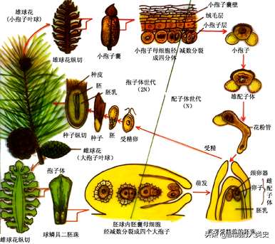 裸子植物被子植物的区别，裸子植物什么时候出现？