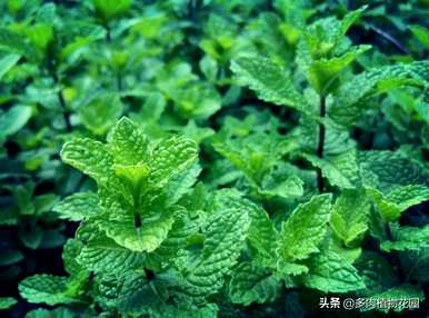 薄荷植物变黑的原因是什么？水培薄荷叶变黑怎么了？