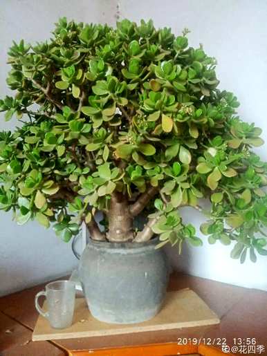 什么花和植物适合客厅，风水好，风水好