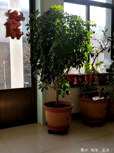 什么花和植物适合客厅，风水好，风水好