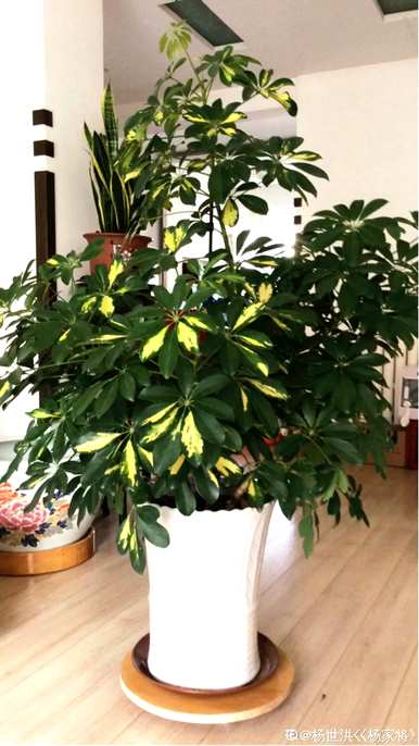 什么花和植物适合客厅，风水好，风水好