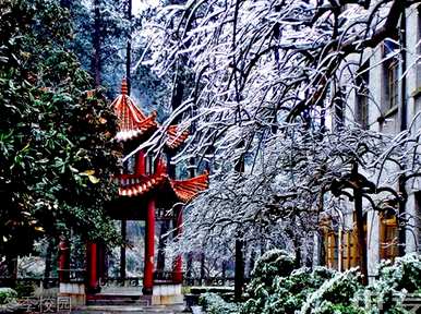 什么是校园植物，什么是校园植物图片？