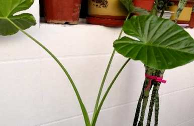 什么品种的阔叶植物，办公室盆栽阔叶植物