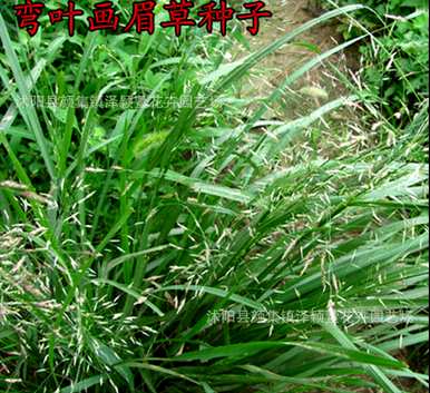 常见的杂草种类