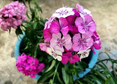 五彩石竹花的种植和养殖，如何养家养法？