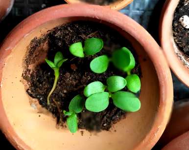 五彩石竹花的种植和养殖，如何养家养法？