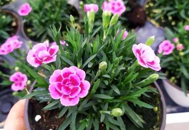 五彩石竹花的种植和养殖，如何养家养法？