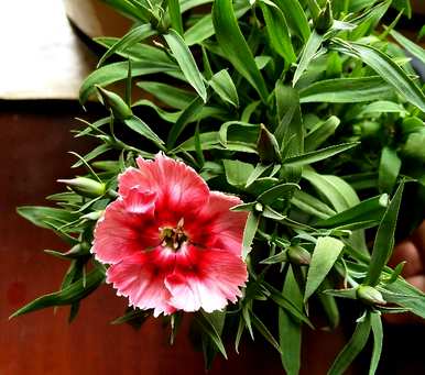 五彩石竹花的种植和养殖，如何养家养法？