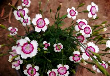 五彩石竹花的种植和养殖，如何养家养法？